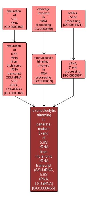 GO:0000465 - exonucleolytic trimming to generate mature 5'-end of 5.8S rRNA from tricistronic rRNA transcript (SSU-rRNA, 5.8S rRNA, LSU-rRNA) (interactive image map)