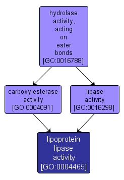 GO:0004465 - lipoprotein lipase activity (interactive image map)