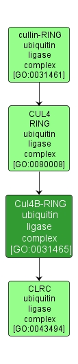 GO:0031465 - Cul4B-RING ubiquitin ligase complex (interactive image map)