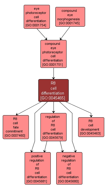 GO:0045465 - R8 cell differentiation (interactive image map)