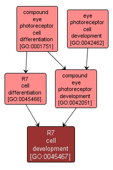 GO:0045467 - R7 cell development (interactive image map)