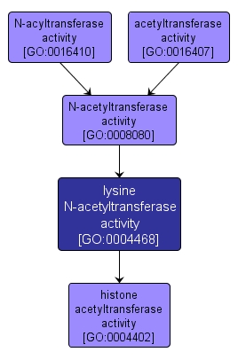 GO:0004468 - lysine N-acetyltransferase activity (interactive image map)