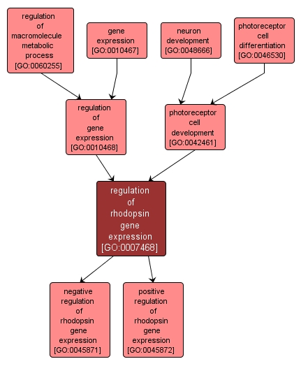 GO:0007468 - regulation of rhodopsin gene expression (interactive image map)