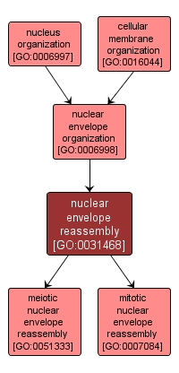 GO:0031468 - nuclear envelope reassembly (interactive image map)