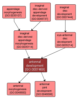 GO:0007469 - antennal development (interactive image map)