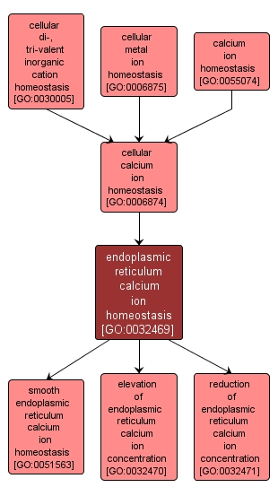 GO:0032469 - endoplasmic reticulum calcium ion homeostasis (interactive image map)