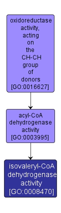 GO:0008470 - isovaleryl-CoA dehydrogenase activity (interactive image map)