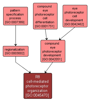 GO:0045470 - R8 cell-mediated photoreceptor organization (interactive image map)