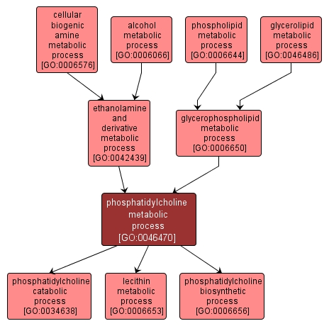GO:0046470 - phosphatidylcholine metabolic process (interactive image map)
