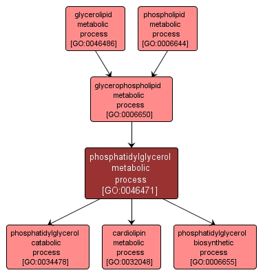 GO:0046471 - phosphatidylglycerol metabolic process (interactive image map)