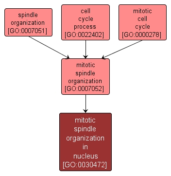 GO:0030472 - mitotic spindle organization in nucleus (interactive image map)