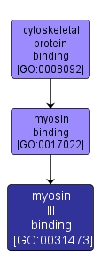GO:0031473 - myosin III binding (interactive image map)