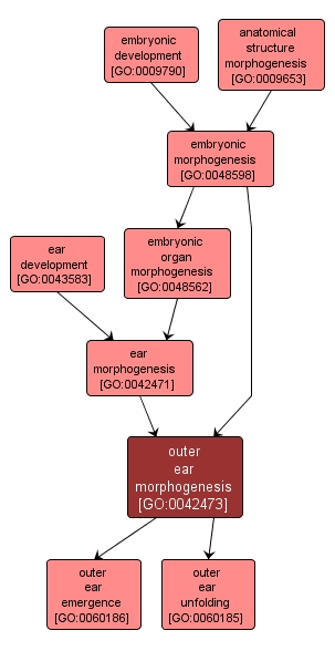 GO:0042473 - outer ear morphogenesis (interactive image map)