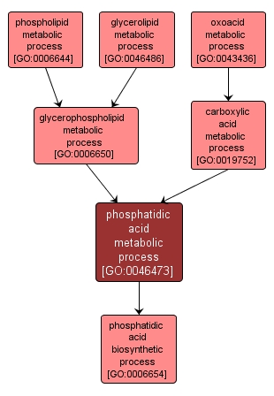 GO:0046473 - phosphatidic acid metabolic process (interactive image map)