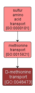GO:0048473 - D-methionine transport (interactive image map)
