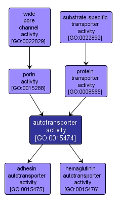 GO:0015474 - autotransporter activity (interactive image map)