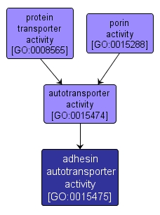 GO:0015475 - adhesin autotransporter activity (interactive image map)
