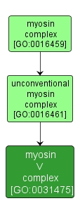 GO:0031475 - myosin V complex (interactive image map)