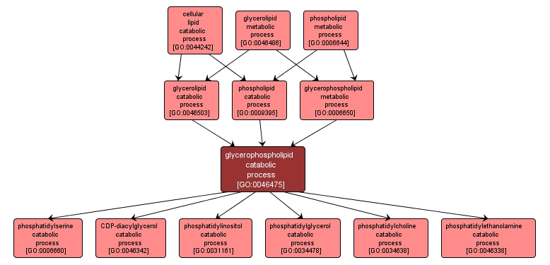 GO:0046475 - glycerophospholipid catabolic process (interactive image map)