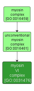 GO:0031476 - myosin VI complex (interactive image map)