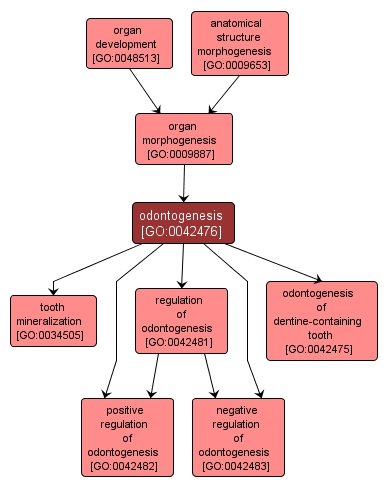 GO:0042476 - odontogenesis (interactive image map)