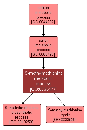 GO:0033477 - S-methylmethionine metabolic process (interactive image map)