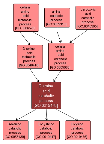 GO:0019478 - D-amino acid catabolic process (interactive image map)