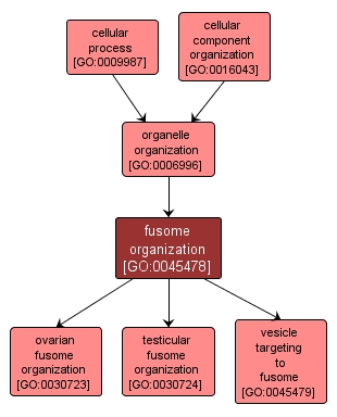 GO:0045478 - fusome organization (interactive image map)