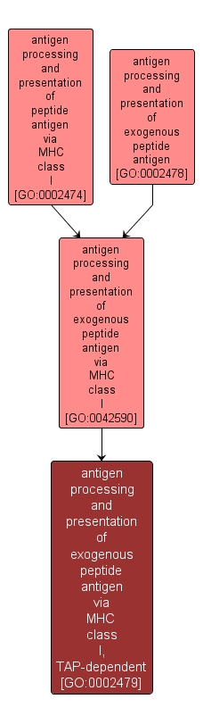 GO:0002479 - antigen processing and presentation of exogenous peptide antigen via MHC class I, TAP-dependent (interactive image map)