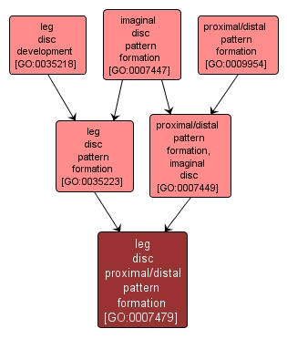 GO:0007479 - leg disc proximal/distal pattern formation (interactive image map)