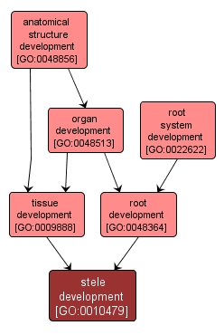 GO:0010479 - stele development (interactive image map)