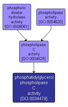 GO:0034479 - phosphatidylglycerol phospholipase C activity (interactive image map)