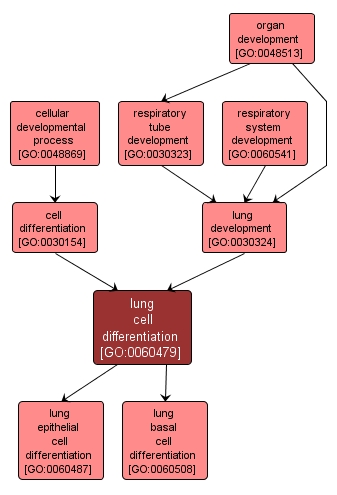 GO:0060479 - lung cell differentiation (interactive image map)