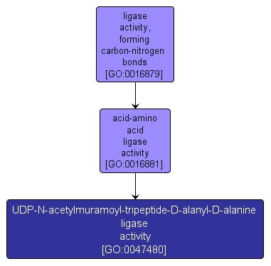 GO:0047480 - UDP-N-acetylmuramoyl-tripeptide-D-alanyl-D-alanine ligase activity (interactive image map)