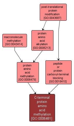 GO:0006481 - C-terminal protein amino acid methylation (interactive image map)
