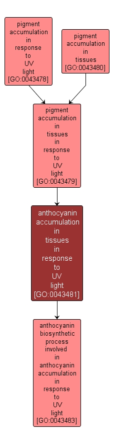 GO:0043481 - anthocyanin accumulation in tissues in response to UV light (interactive image map)