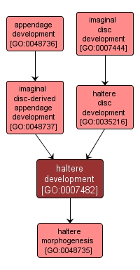 GO:0007482 - haltere development (interactive image map)