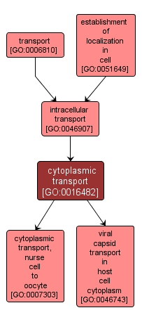 GO:0016482 - cytoplasmic transport (interactive image map)