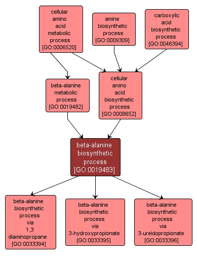 GO:0019483 - beta-alanine biosynthetic process (interactive image map)