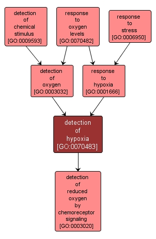 GO:0070483 - detection of hypoxia (interactive image map)