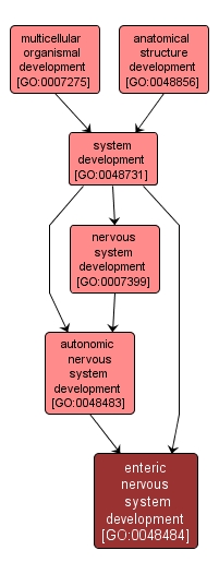 GO:0048484 - enteric nervous system development (interactive image map)