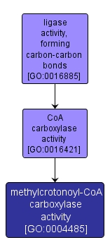 GO:0004485 - methylcrotonoyl-CoA carboxylase activity (interactive image map)