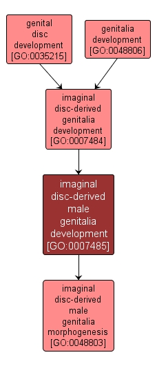 GO:0007485 - imaginal disc-derived male genitalia development (interactive image map)