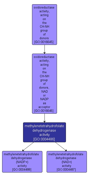 GO:0004486 - methylenetetrahydrofolate dehydrogenase activity (interactive image map)