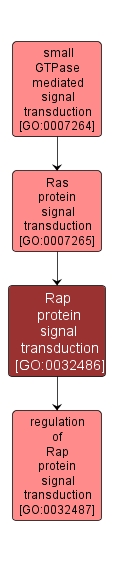 GO:0032486 - Rap protein signal transduction (interactive image map)