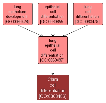 GO:0060486 - Clara cell differentiation (interactive image map)