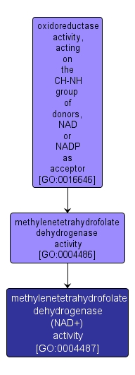 GO:0004487 - methylenetetrahydrofolate dehydrogenase (NAD+) activity (interactive image map)