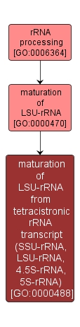 GO:0000488 - maturation of LSU-rRNA from tetracistronic rRNA transcript (SSU-rRNA, LSU-rRNA, 4.5S-rRNA, 5S-rRNA) (interactive image map)