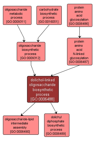 GO:0006488 - dolichol-linked oligosaccharide biosynthetic process (interactive image map)