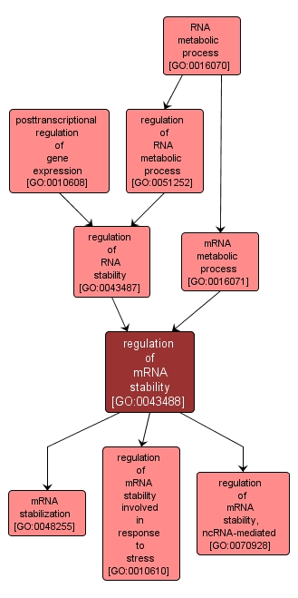 GO:0043488 - regulation of mRNA stability (interactive image map)